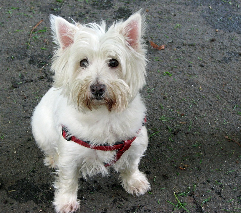 West Highland White Terrier