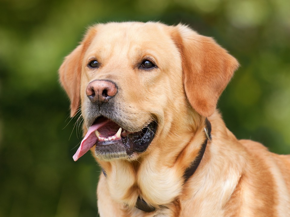 Labrador Retriever