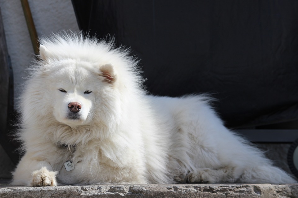 Samoyed Dog