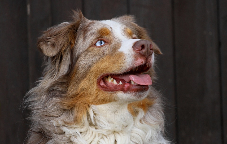 Australian Shepherd (Aussie)