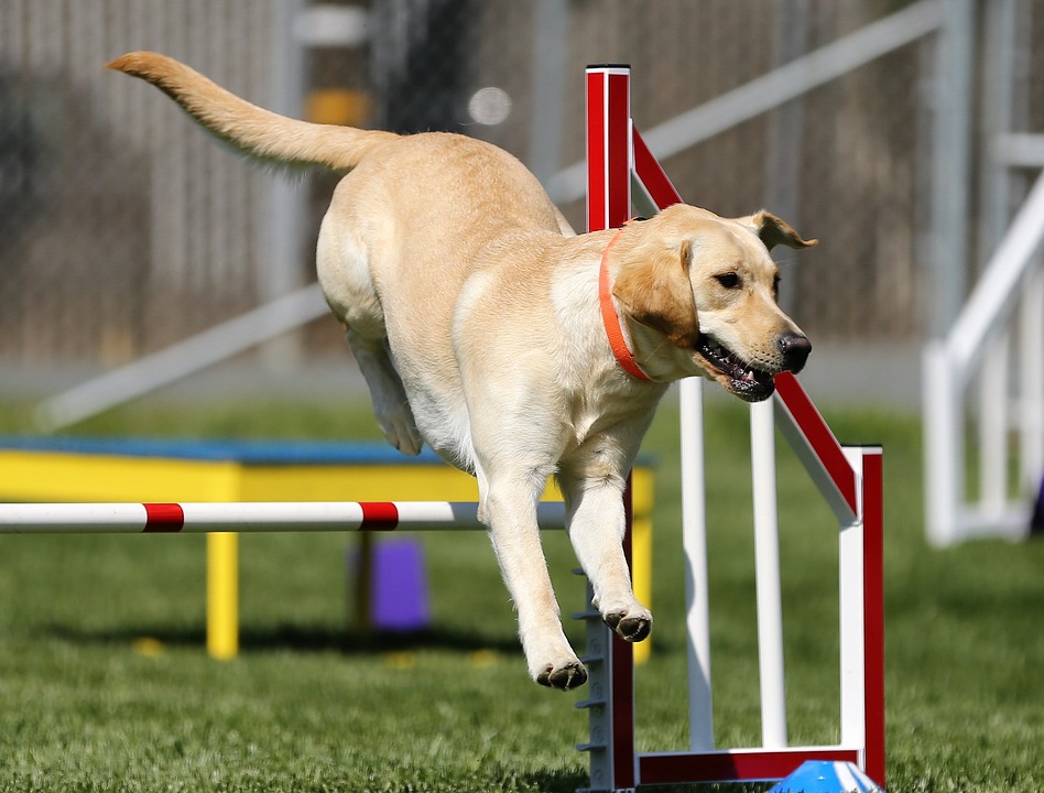 Labrador