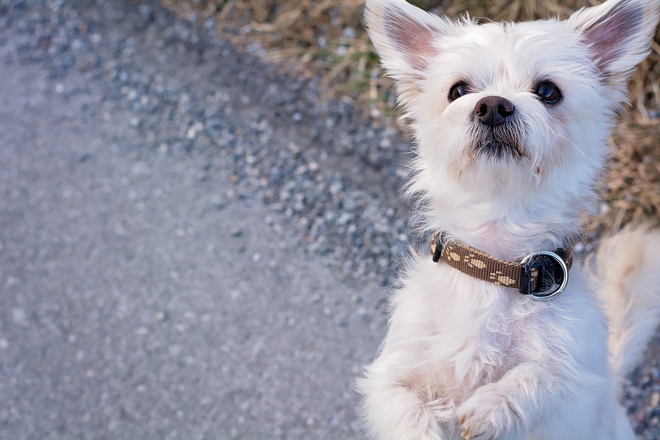 Maltese