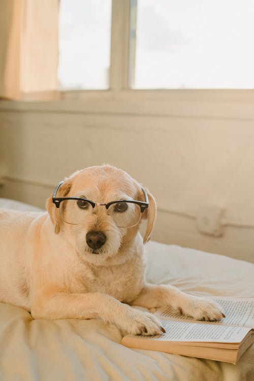 The Smartest Dogs: 10 Breeds Proven to Be the Most Intelligent