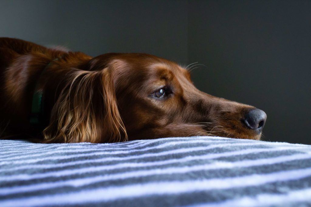 9 Signs Your Dog Is Sick