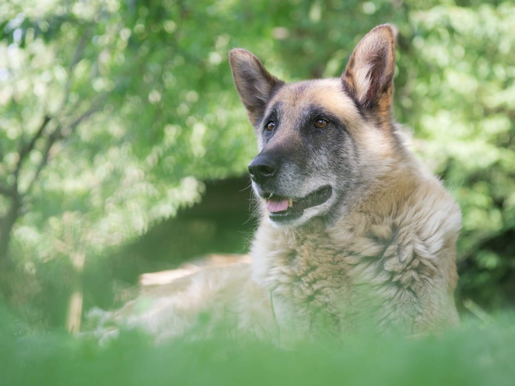 How to Tell How Old a Dog Is: the Surest Ways to Determine the Age of a Canine