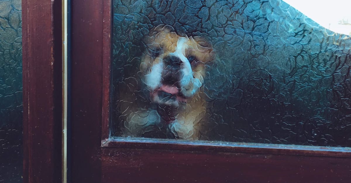 5 Best Automatic Dog Doors in 2023 [+Buying Guide]