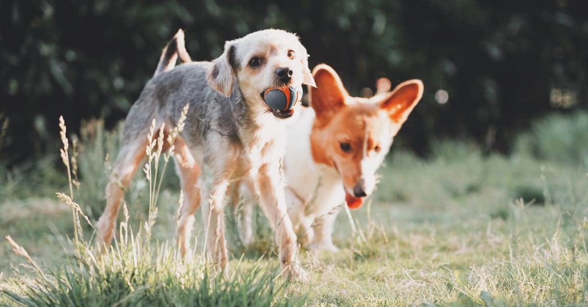 Best Cheap Dog Toys under 12 in 2023