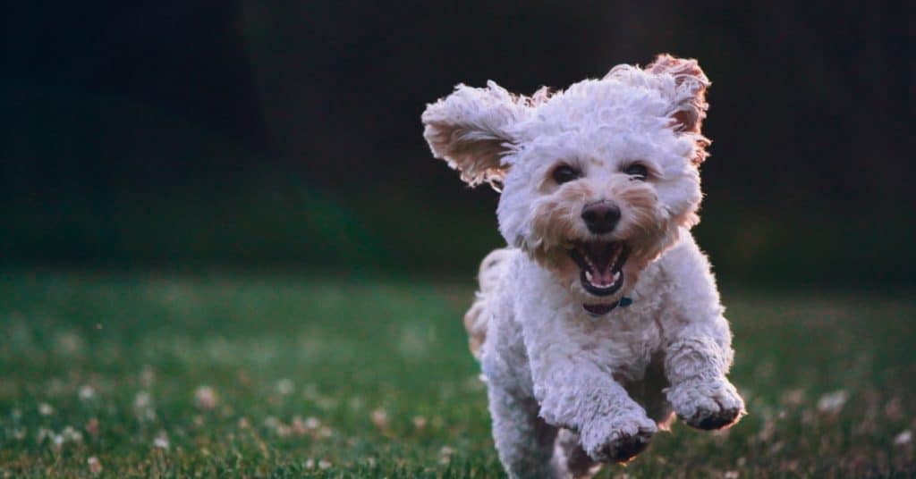 7 Ways to Show Love for Your Cockapoo