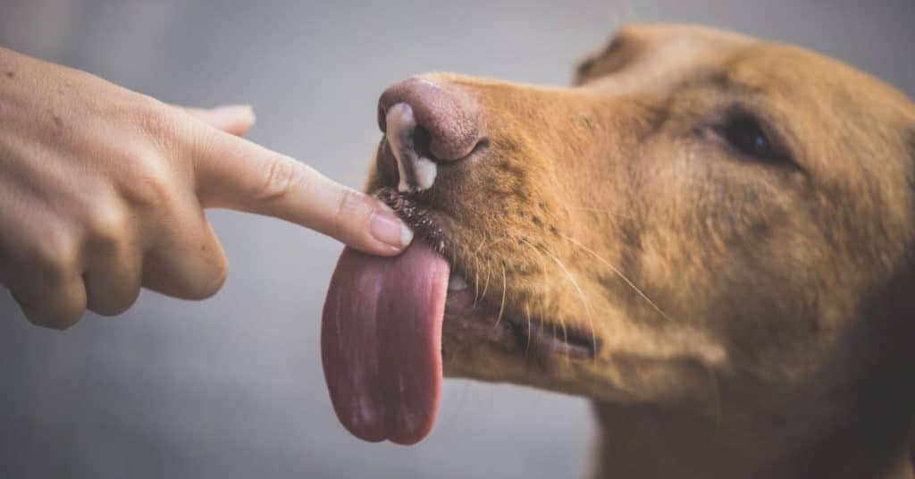 Best Dog Breath Fresheners