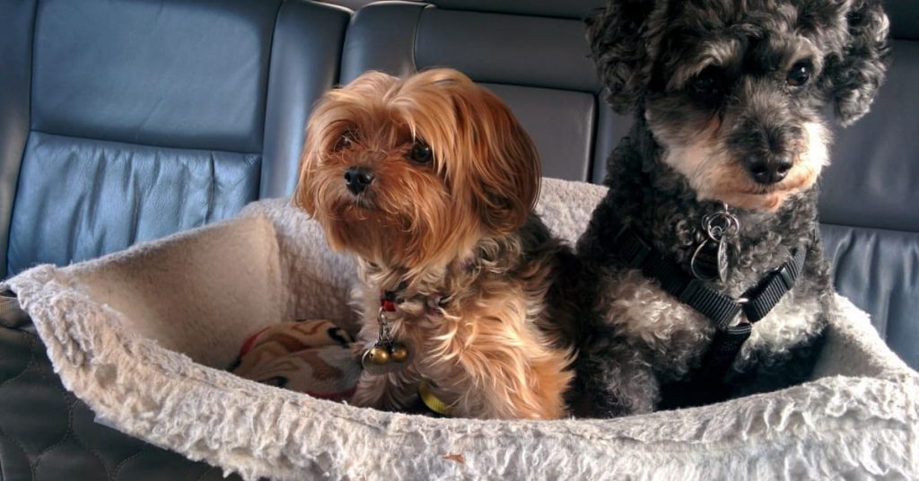 Best dog car seat