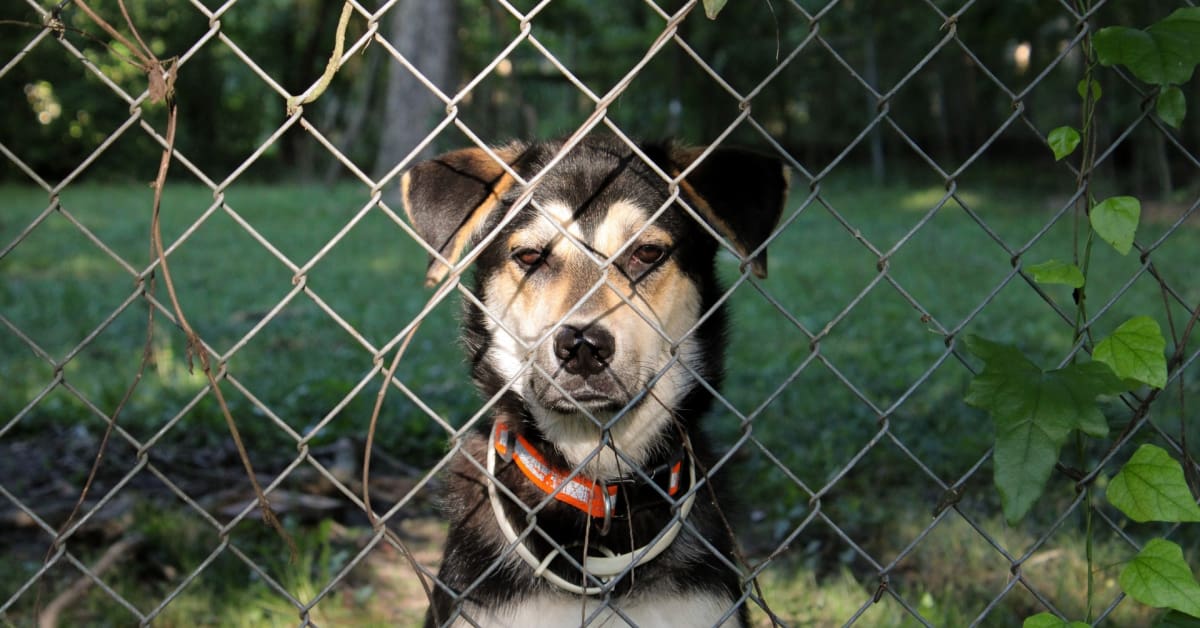 7 Best Dog Pens for Your Pup in 2023