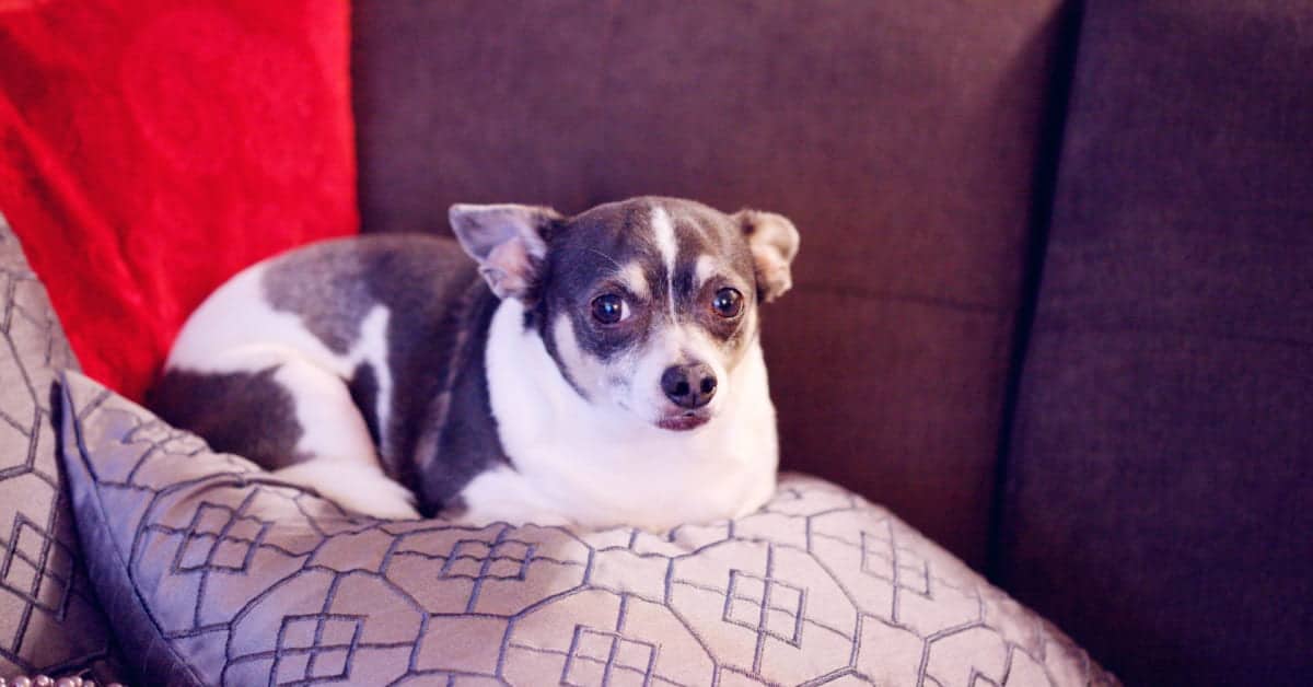 Best Dog Pillows On The Market in 2023 [March Updated]