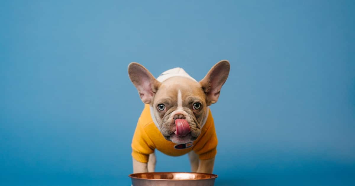 Why are Dogs Always Hungry? Dog Care HQ