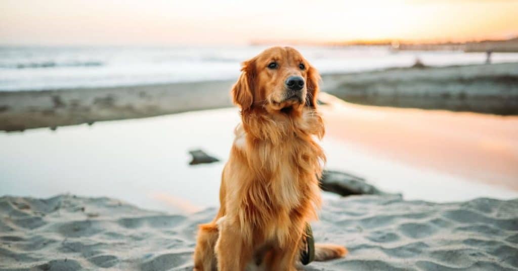 Golden Retriever Facts and Characteristics
