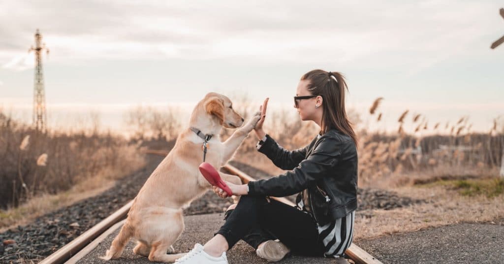 What Is An Emotional Support Dog