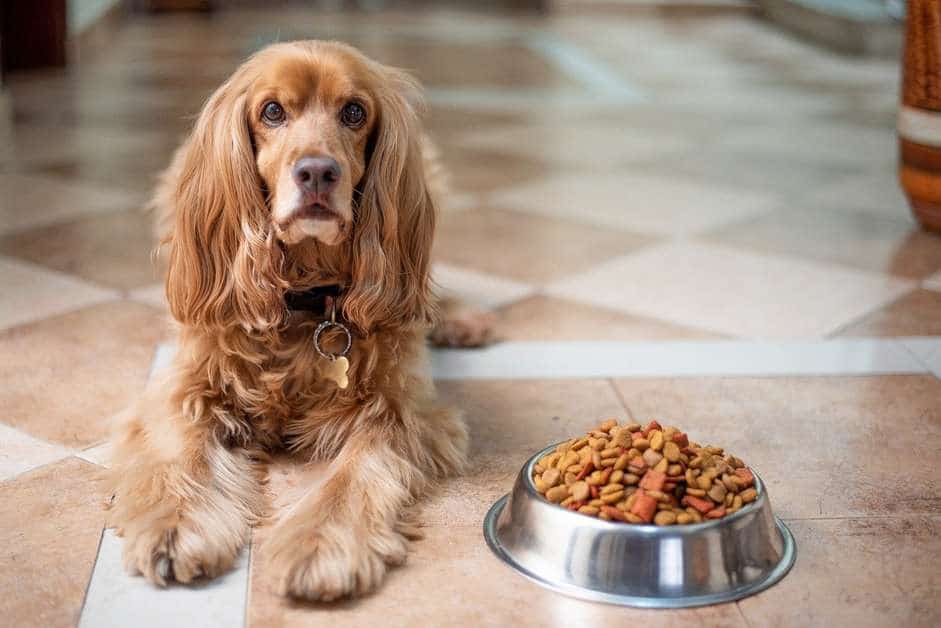 Best Dog Bowls