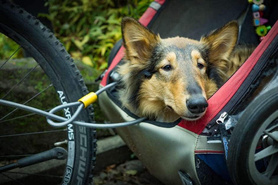 Best Dog Bike Trailers