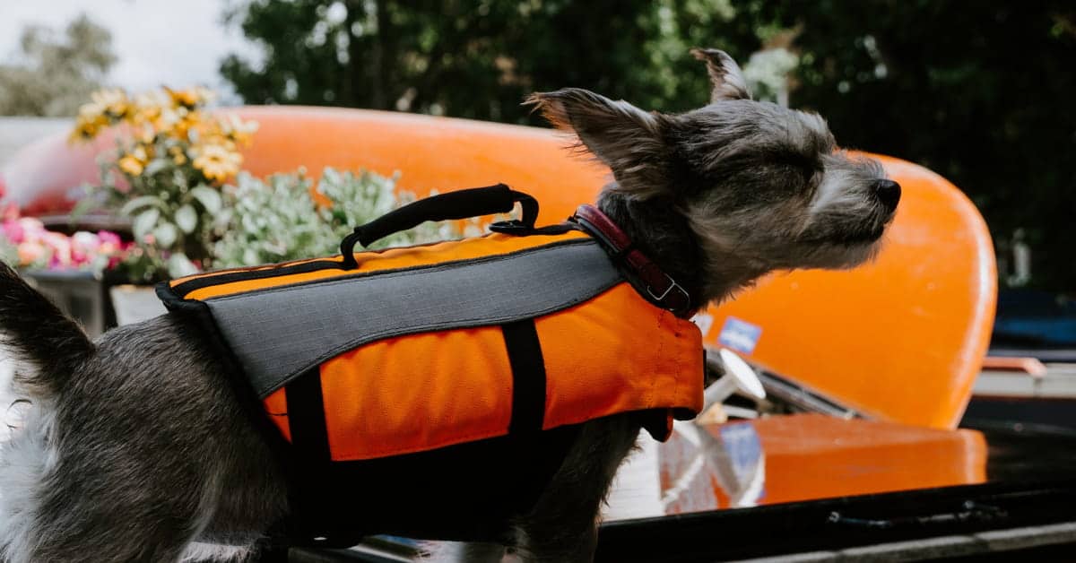 do they make life jackets for dogs