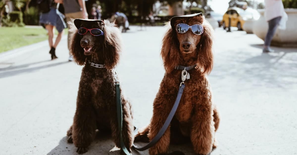Kailian Dog Goggles Stylish Waterproof Anti-Ultraviolet Sunglasses for Doggie Puppy 