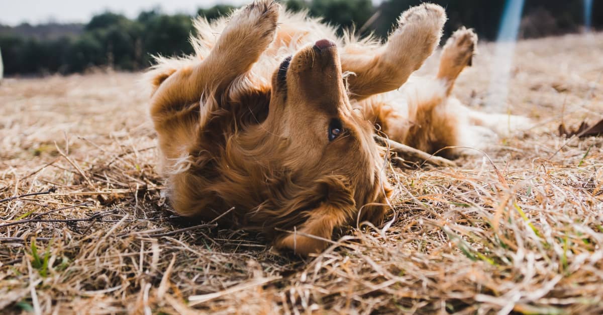 If Humans Can Catch Fleas From Dogs? Dog Care HQ