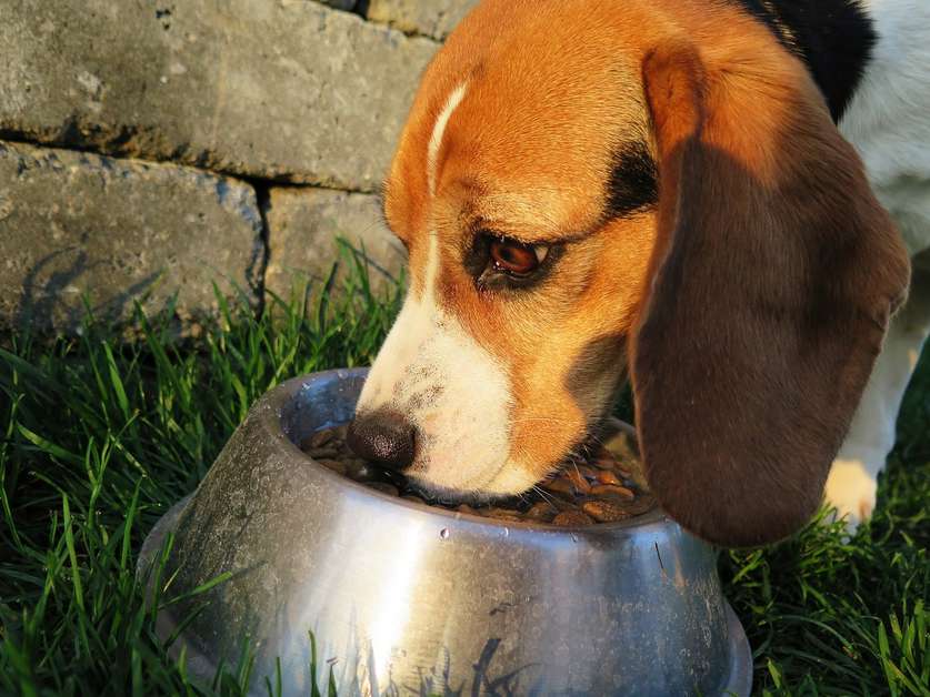 Best Slow Feeder Dog Bowls