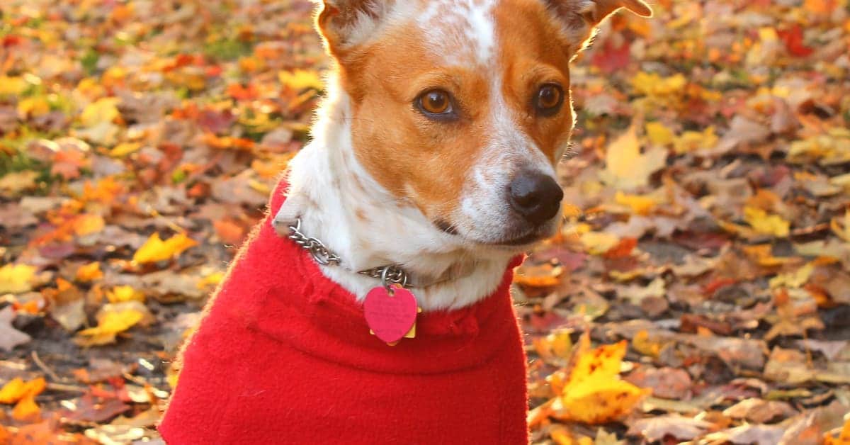 How to Reduce Dog Anxiety? Dog Care HQ