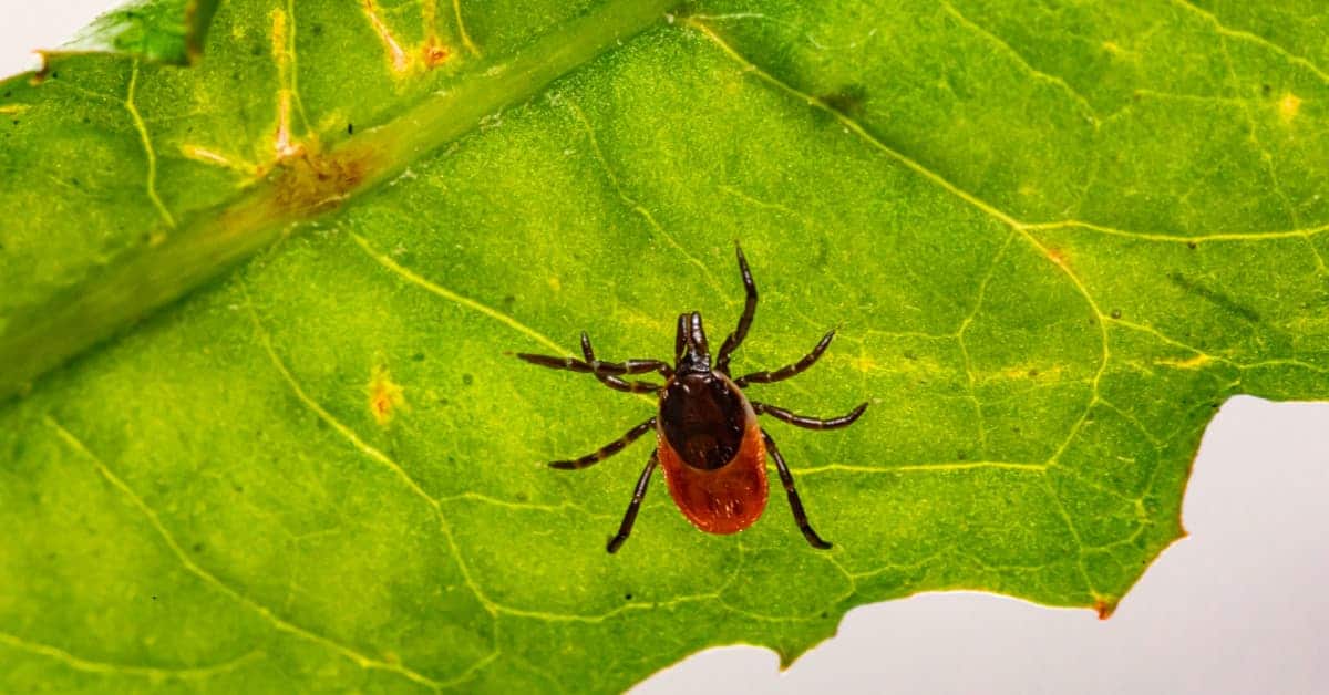 What You Need to Do When Your Dog Has Ticks Dog Care HQ