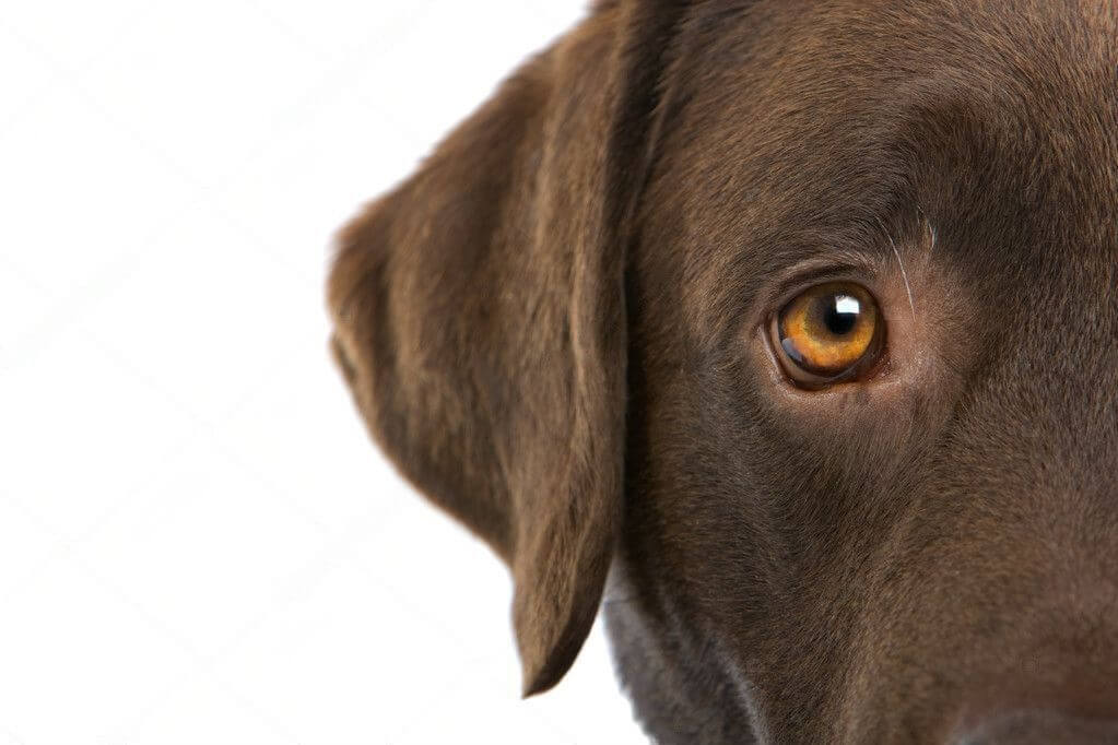 Labrador Mixed Dogs