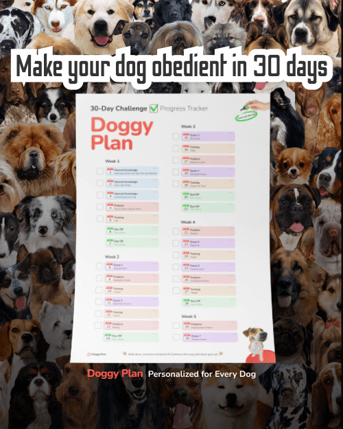 30 days dog training plan